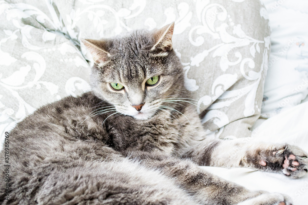 Close up of a gray tabby cat lying on the bed with yellow-green eyes