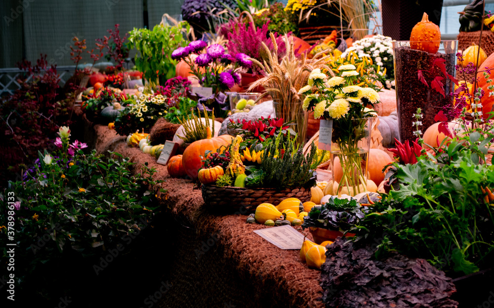Fototapeta premium Autumn festival. At the exhibition- bright autumn flowers: pink Heather, asters, yellow chrysanthemums and a lot of pumpkins huge and small and decorative peppers