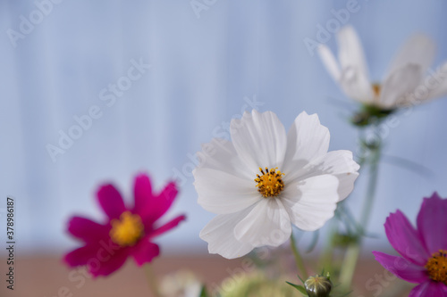 multicolored wildflowers close-up on a blue background          