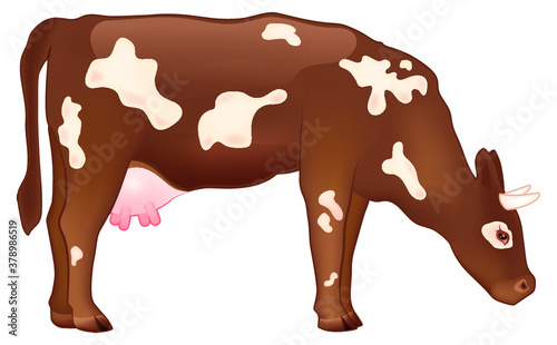 Realistic vector illustration of a cow