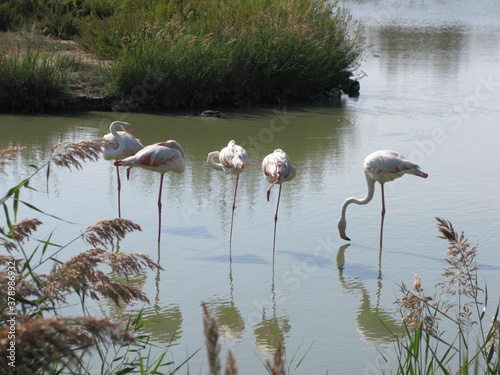 les flamants