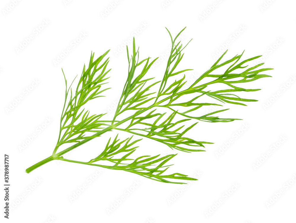 dill herb leaf isolated on white