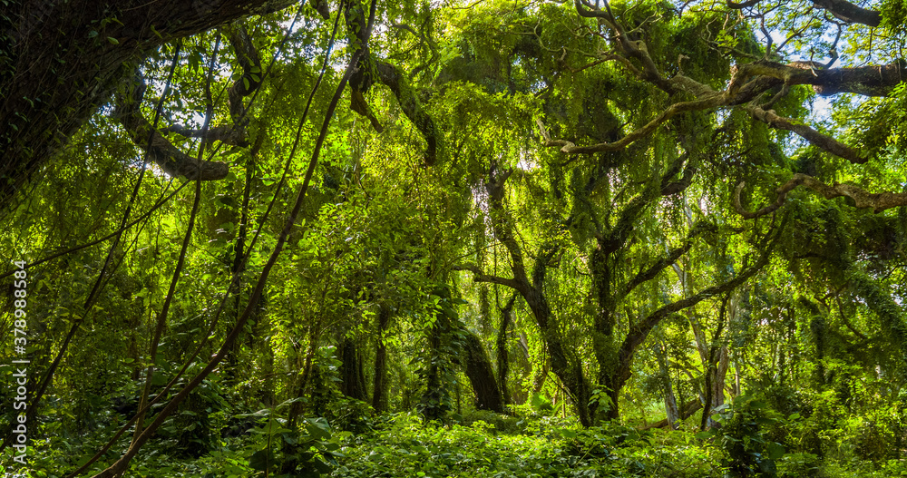 Naklejka premium Amazing green forest. Hawaii island