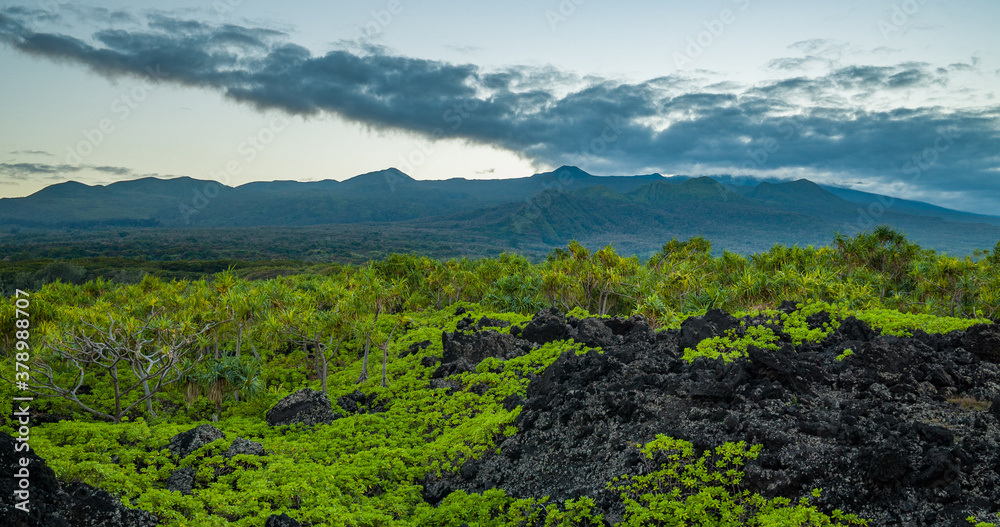 Amazing colors of black ground and green plants. Hawaii.