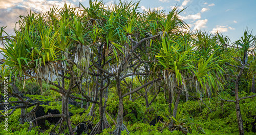 Tableau sur toile Pu hala tree or thatch screwpine (Pandanus tectorius). Hawaii