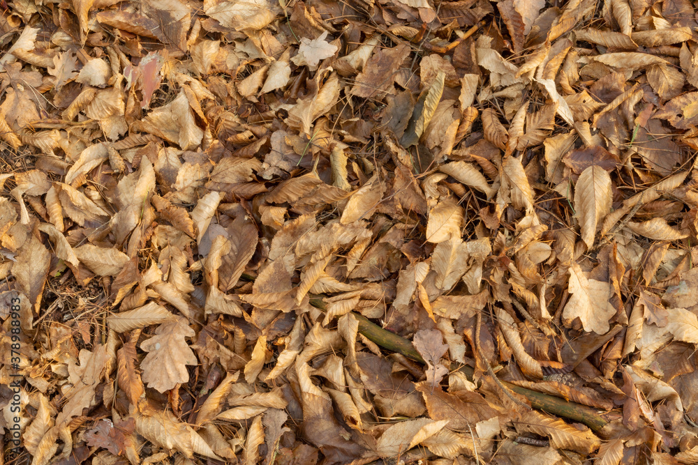 Dry brown leaves on the ground, autumn view Dry brown leaves on the ground, autumn view