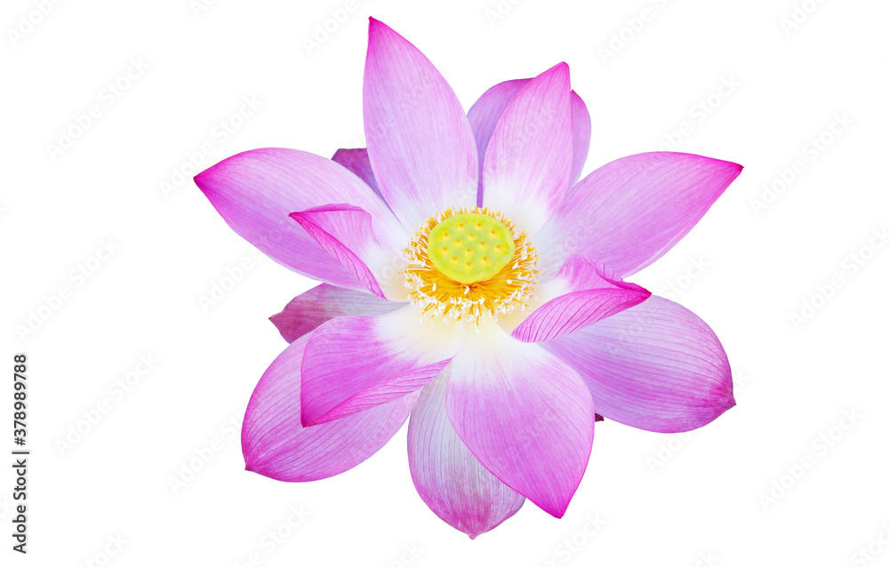 Pink Lotus flower isolated on white background. File with clipping path. Pink Lotus flower isolated on white background. File with clipping path.