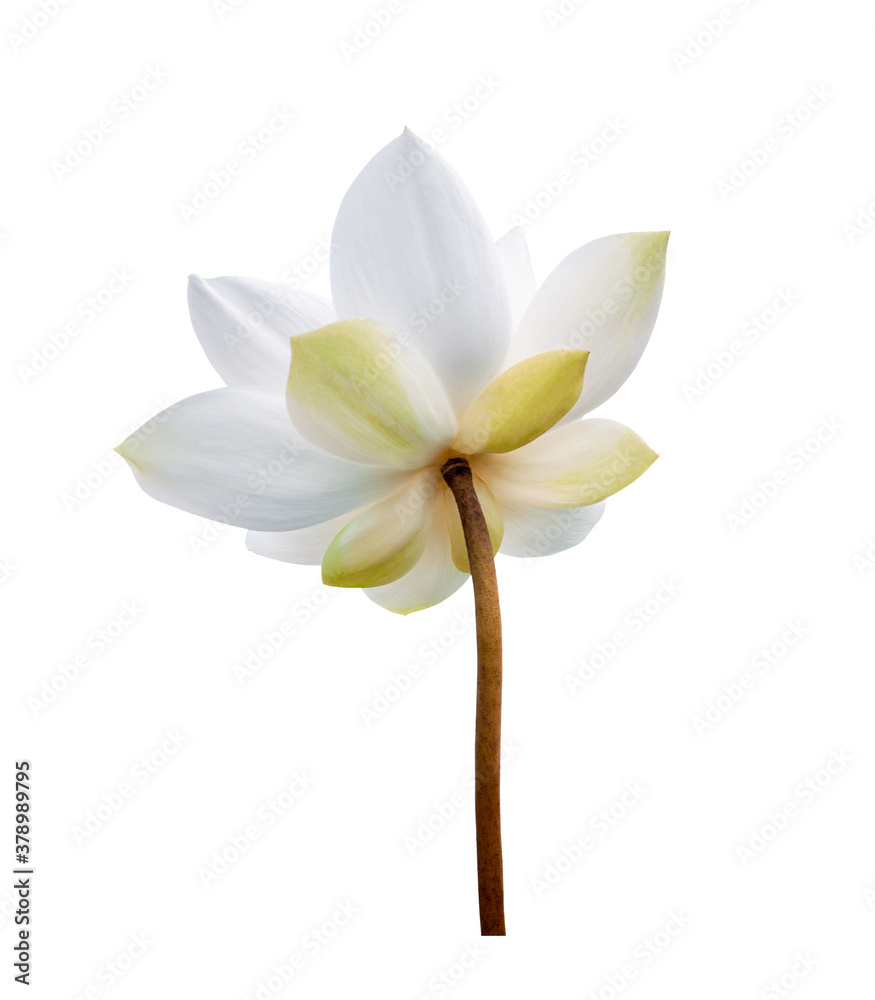 Fototapeta premium White Lotus flower isolated on white background. File contains with clipping path so easy to work.