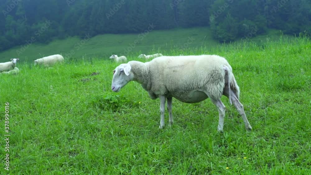 Flock of sheep graze on a green meadow, field in the village on background of forest and hills. Sheep chew the grass outside the fence. Livestock breeding feeding. Morning fog. Kuchl, Tyrol, Austria. Flock of sheep graze on a green meadow, field in the village on background of forest and hills. Sheep chew the grass outside the fence. Livestock breeding feeding. Morning fog. Kuchl, Tyrol, Austria.