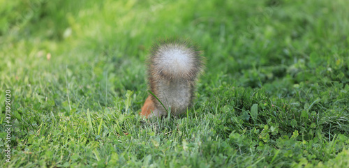 squirrel tail on a green background