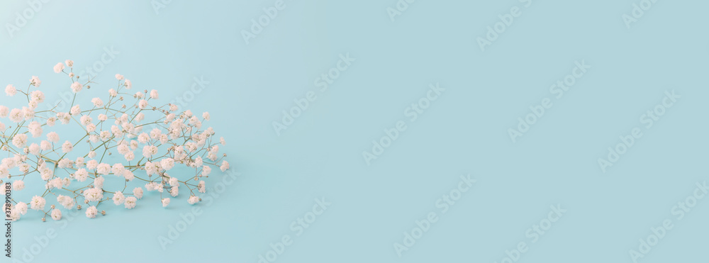 spring bouquet of gypsophila white flowers over pastel blue background