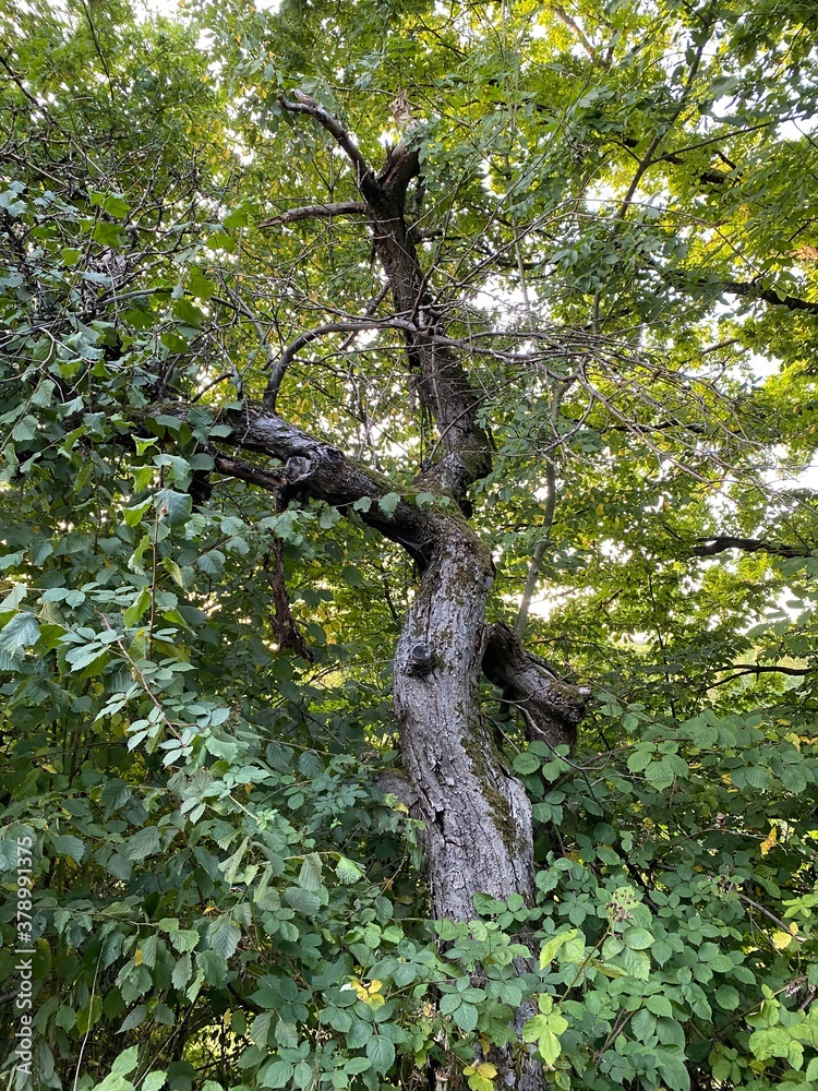 Fototapeta premium Im Wald | Mutter Natur ruft
