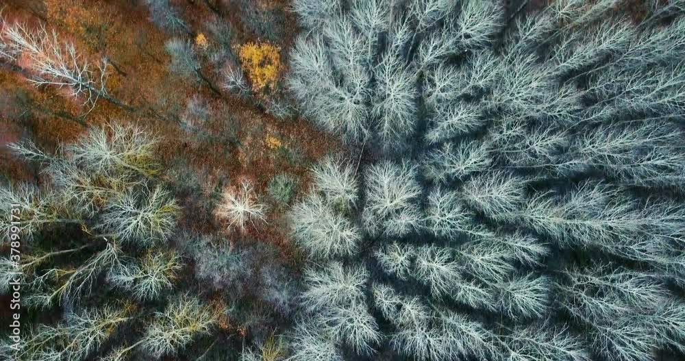 Aerial view: Fallen leaves in late fall. Flying directly above the mysterious autumn forest. Aerial view: Fallen leaves in late fall. Flying directly above the mysterious autumn forest.