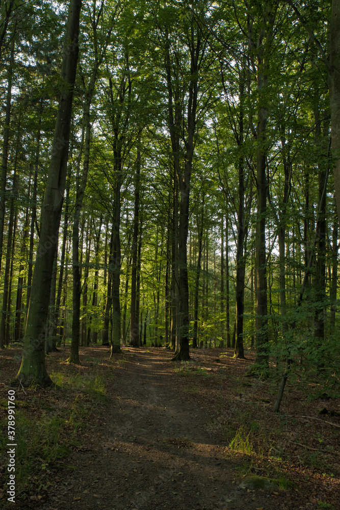 Fototapeta premium Scanian landscapes and forest