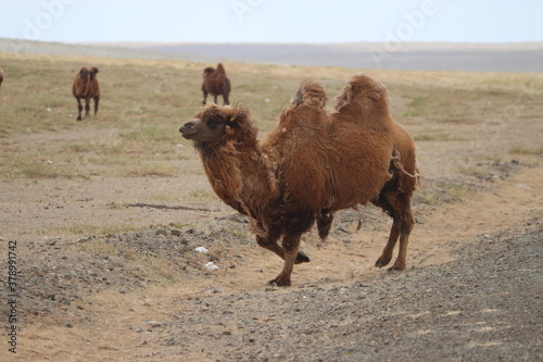 Kamelherde mit Jungtier in Gobi Wüste, Mongolei