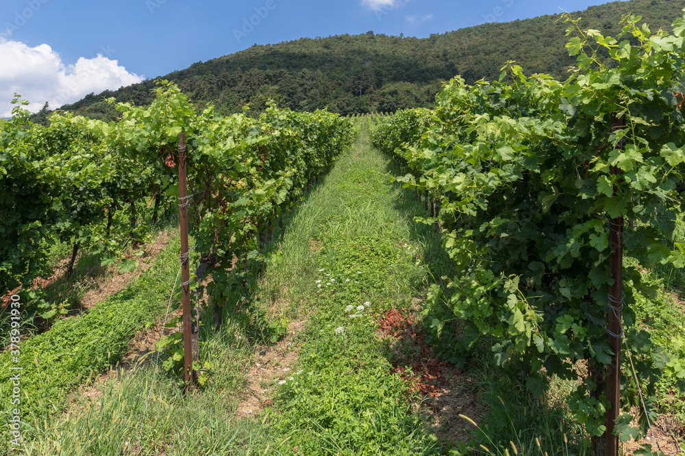 Landscape of green vineyards