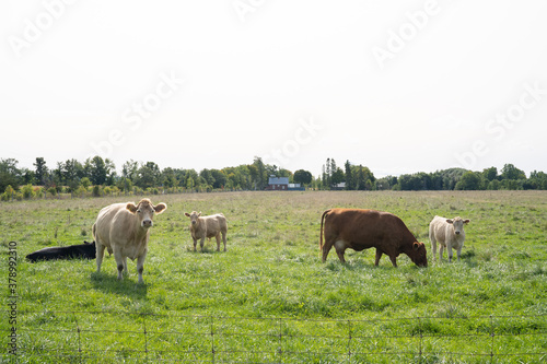 Cows at the meadow on a sunny day © epkatsu