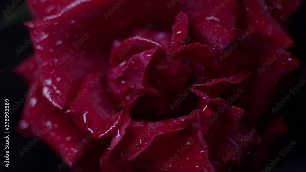 Red rose macro shot on black with water drops, slider motion Red rose macro shot on black with water drops, slider motion