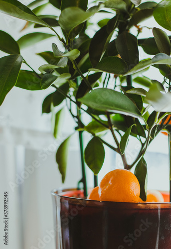 oranges on the tree © Piotr