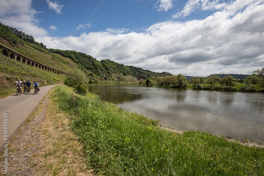Fototapeta premium Radfahrer an an der Mosel zwischen Reil und Zell