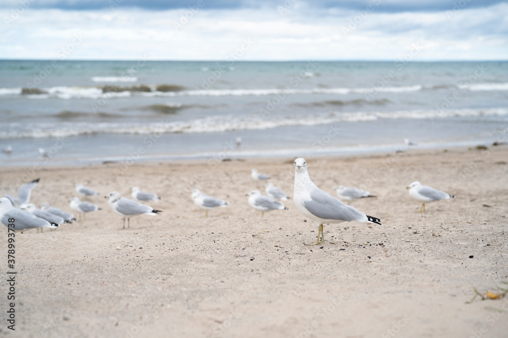 A lot of Seagulls on the beach