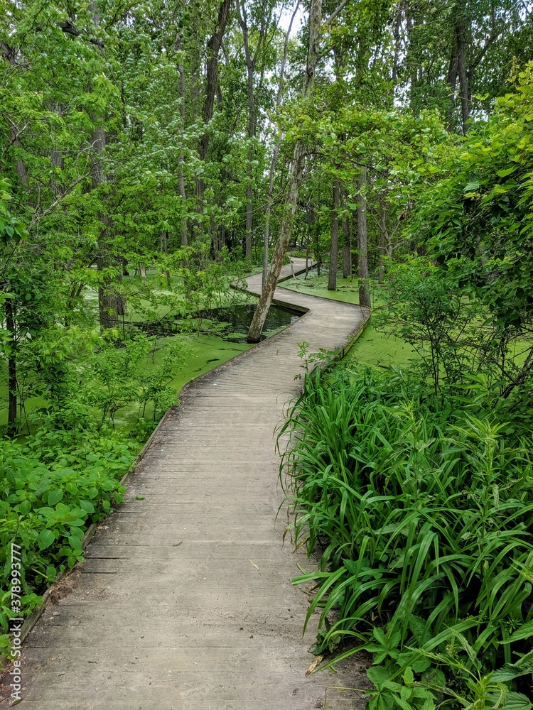 Obraz premium path in the forest