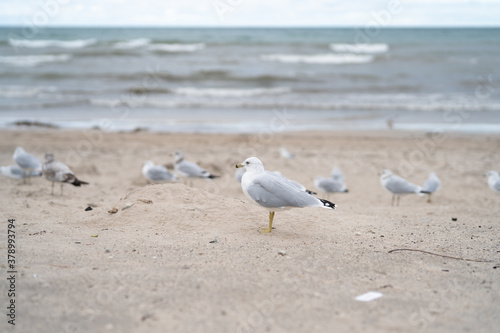 A lot of Seagulls on the beach