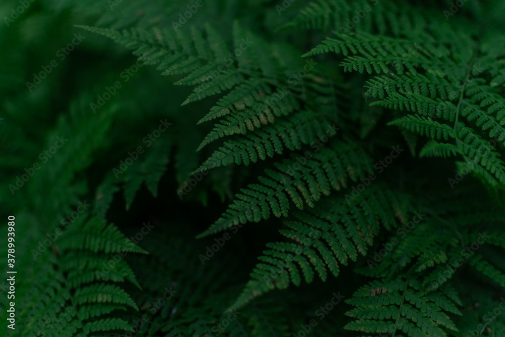 low-key green fern leaves, dense dark grass in the siberia forest