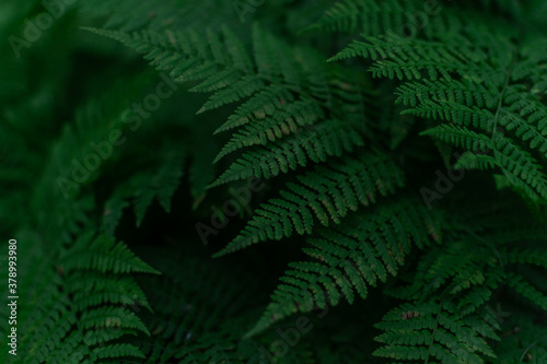 low-key green fern leaves, dense dark grass in the siberia forest © SymbiosisArtmedia