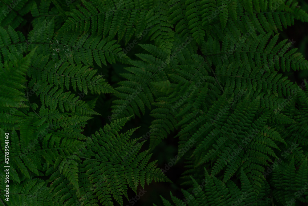 green fern leaves, dense grass in the siberia forest