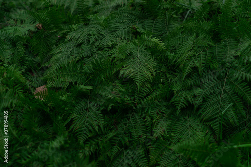 dense green grass fern leaves in the forest, siberia © SymbiosisArtmedia