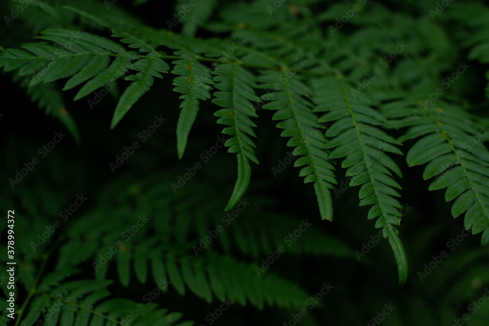 green fern leaves in dark, dense grass in siberia forest