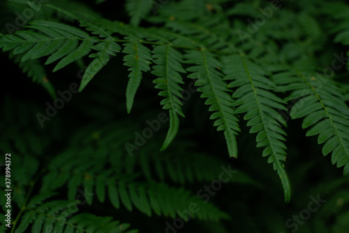green fern leaves in dark  dense grass in siberia forest