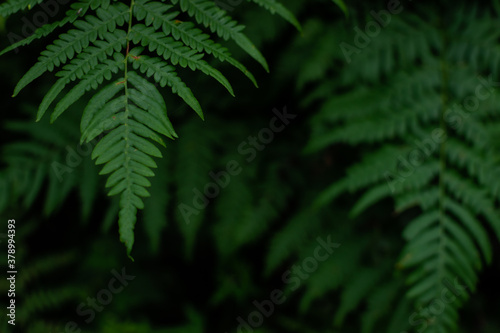 green fern leaves in dark, dense grass in siberia forest, pattern