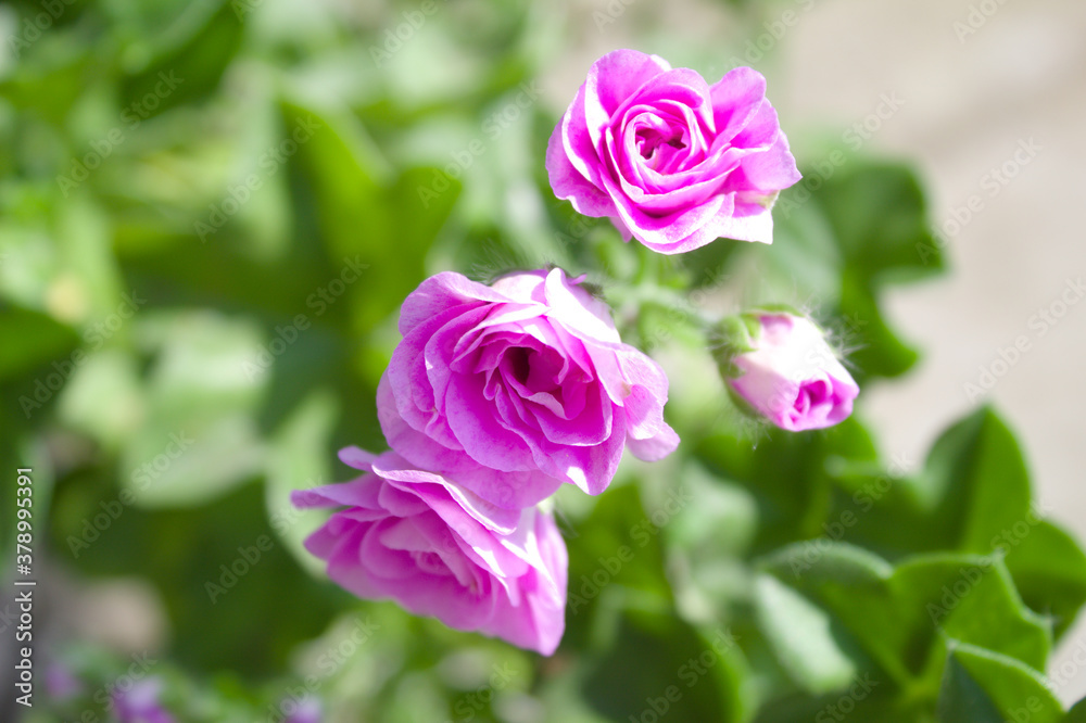 Pink flowers in the garden with green leaves in the background Pink flowers in the garden with green leaves in the background