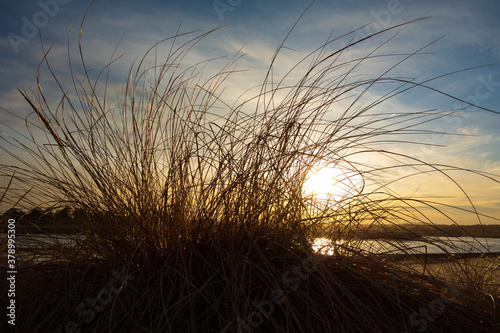Beach grass on Wells Beach, Maine during a sunset.