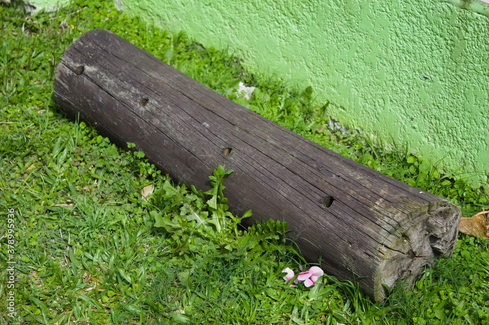 Fallen tree trunk and over garden grass Fallen tree trunk and over garden grass