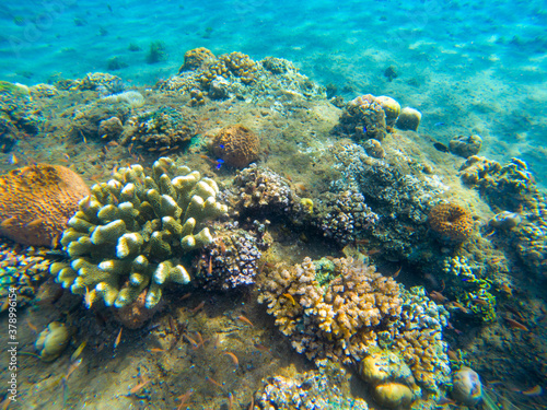 Coral reef and fishes underwater photo closeup. Tropical sea bottom view. Diverse coral reef plants and animals. Tropical seashore ecosystem. Warm sea water inhabitant. Marine animals in wild nature