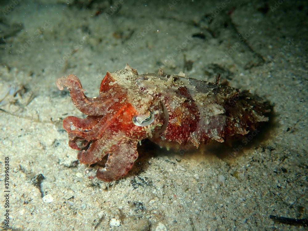 Cuttlefish on night dive Cuttlefish on night dive