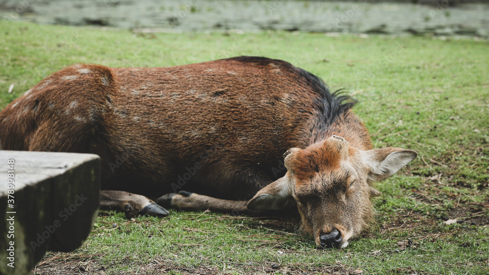 Obraz premium deer in the grass