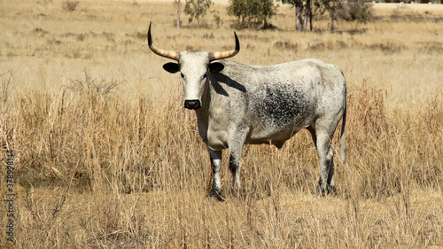 Fototapeta Naklejka Na Ścianę i Meble -  Color landscape photo of Nguni cattle with long, thick horns, Potchefstroom, SouthAfrica.  Winter-time