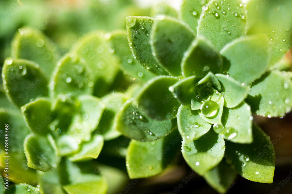 Macro of dew water drops on a plant. Close up.