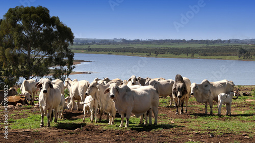 The Brahman is produced all over South Africa. The Brahman is a medium sized beef breed  with bulls weighing between 700 to 1000 kg and cows weighing between 450 kg to 650 kg. Calves are generally sma