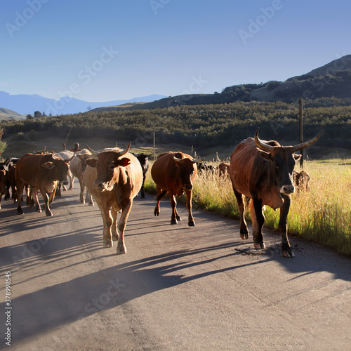 Fine art photography, photo of cattle and goats late afternoon on a dirt road in QwaQwa, Eastern Free State, South Africa. 