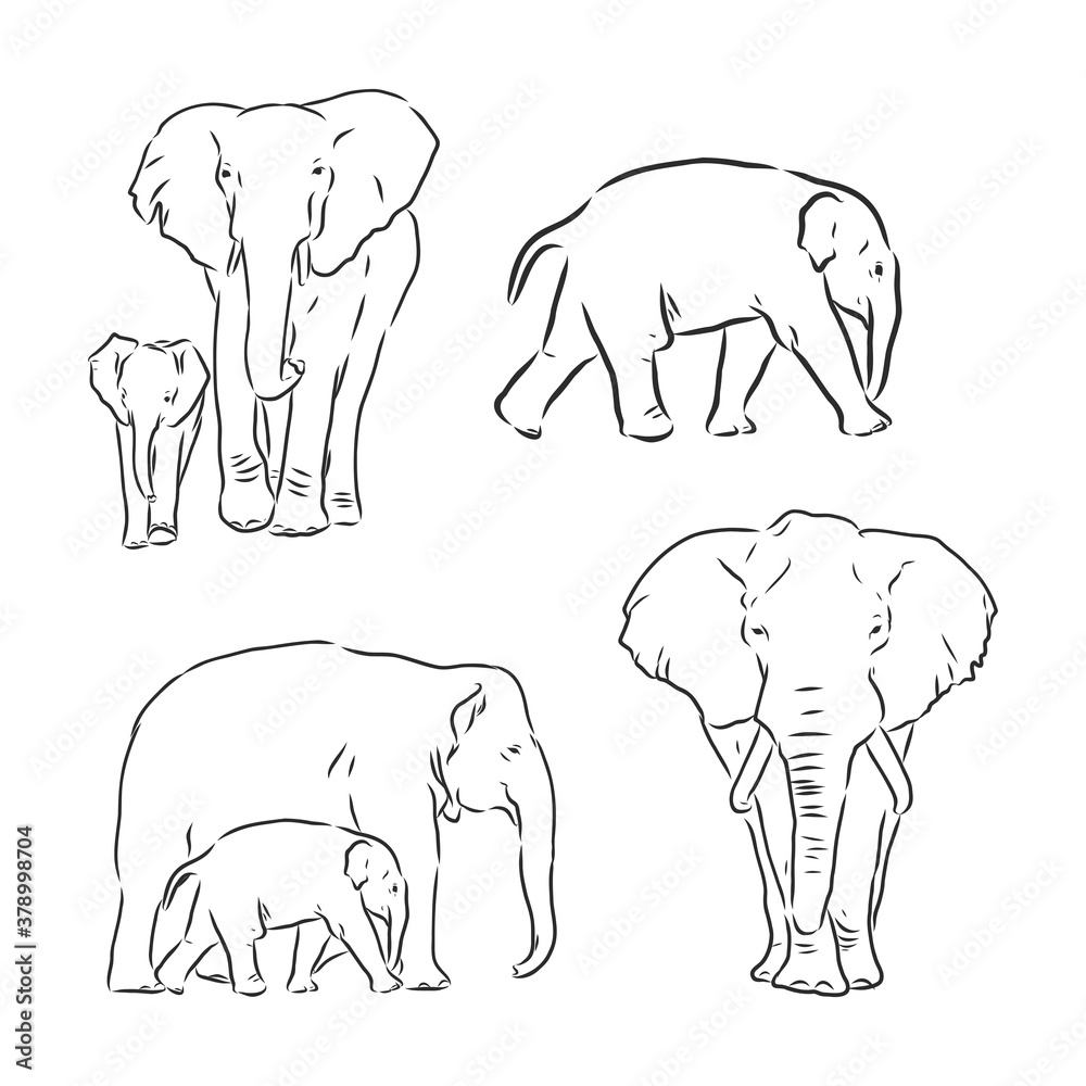 Vector illustration. Hand drawn realistic sketch of an elephant. elephant vector sketch illustration Vector illustration. Hand drawn realistic sketch of an elephant. elephant vector sketch illustration
