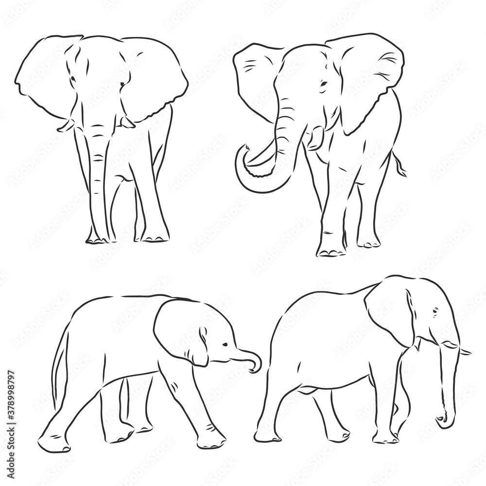 Vector illustration. Hand drawn realistic sketch of an elephant ...