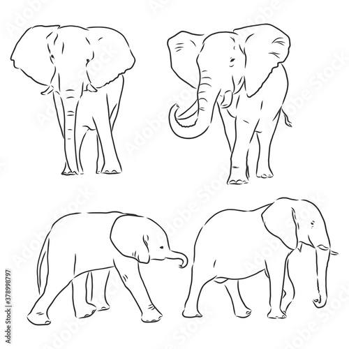 Vector illustration. Hand drawn realistic sketch of an elephant. elephant vector sketch illustration
