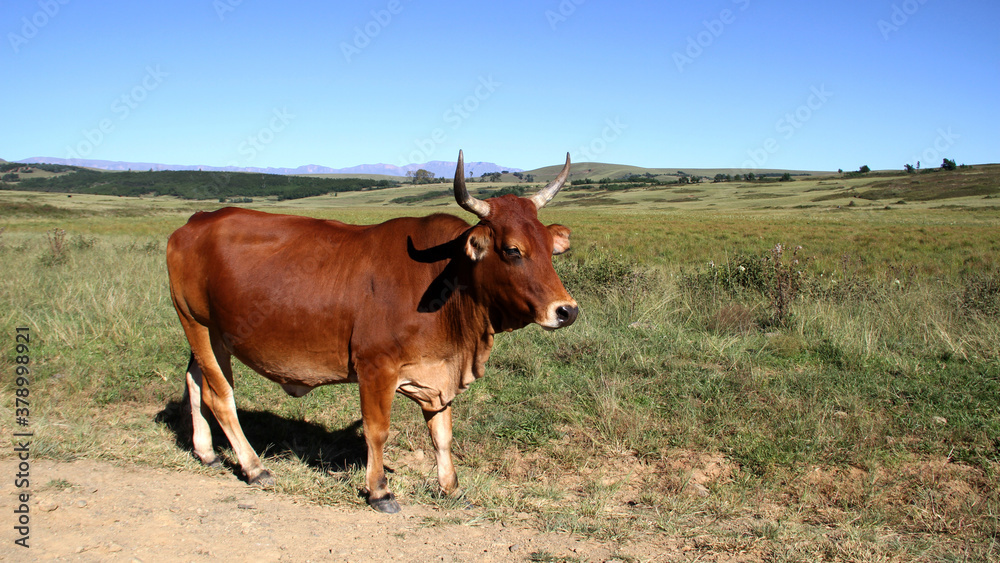 Fine-art, color landscape photo of cows on a dirt- road in QwaQwa, Eastern Free-State. Green and peaceful. Wall-Art,