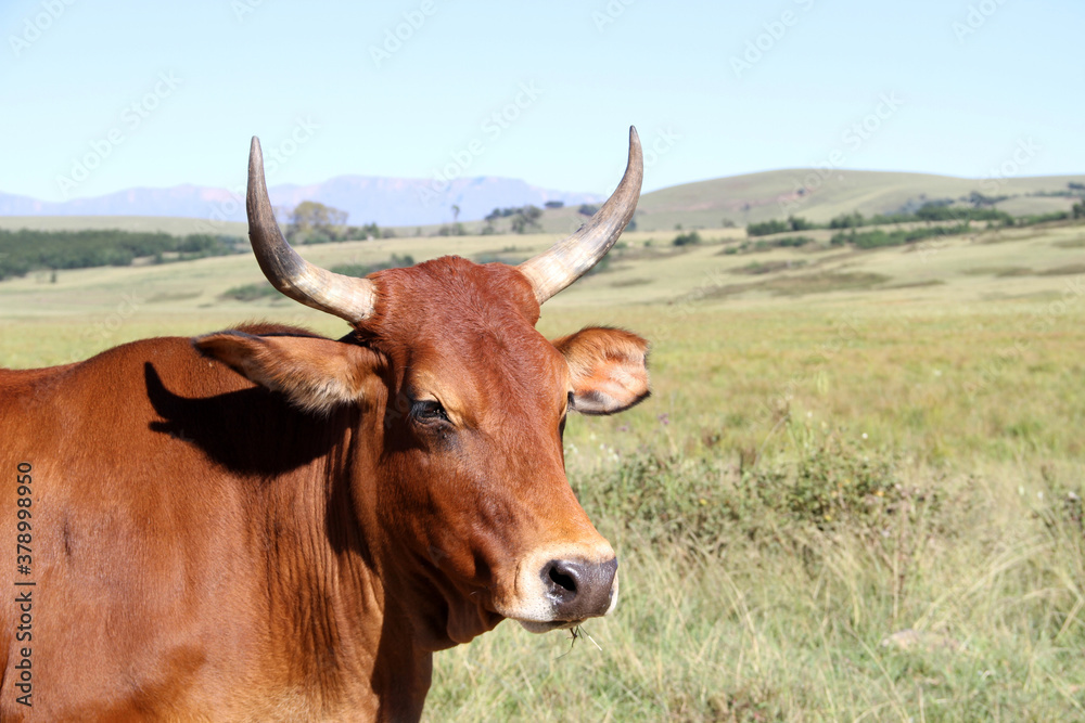 Fine-art, color landscape photo of cows on a dirt- road in QwaQwa, Eastern Free-State. Green and peaceful. Wall-Art, Fine-art, color landscape photo of cows on a dirt- road in QwaQwa, Eastern Free-State. Green and peaceful. Wall-Art,