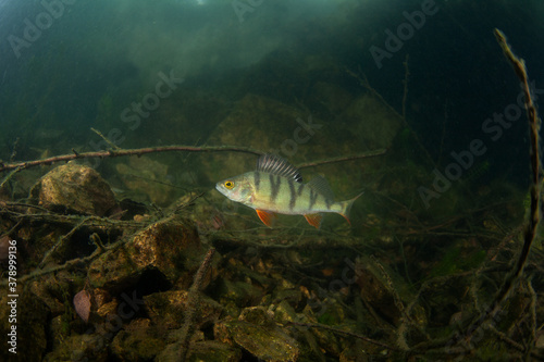 Foto European perch swim in the water